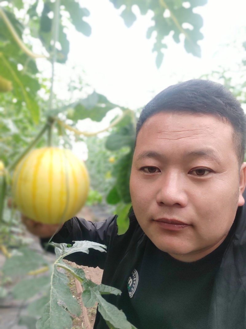 黄大帅西瓜，甜又脆，最新品种，好吃不贵，经济实惠，
