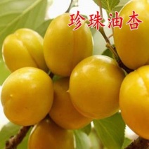 珍珠油杏表面光泽，金黄色口感纯正