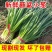 《河北小葱》基地直发保质保量一手货源量大从优一条龙服务