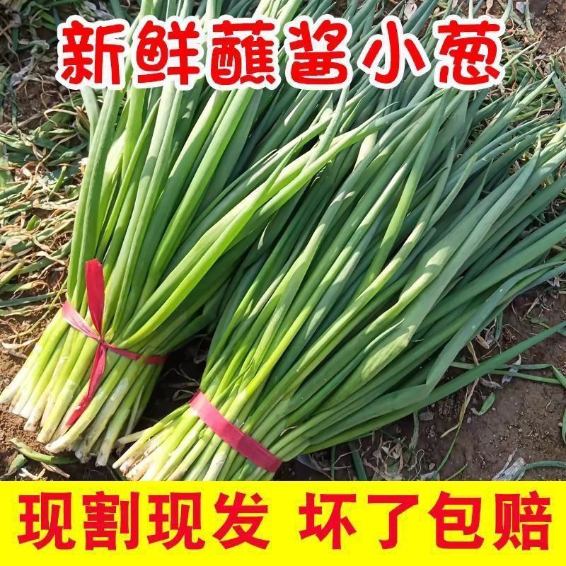 《河北小葱》基地直发保质保量一手货源量大从优一条龙服务