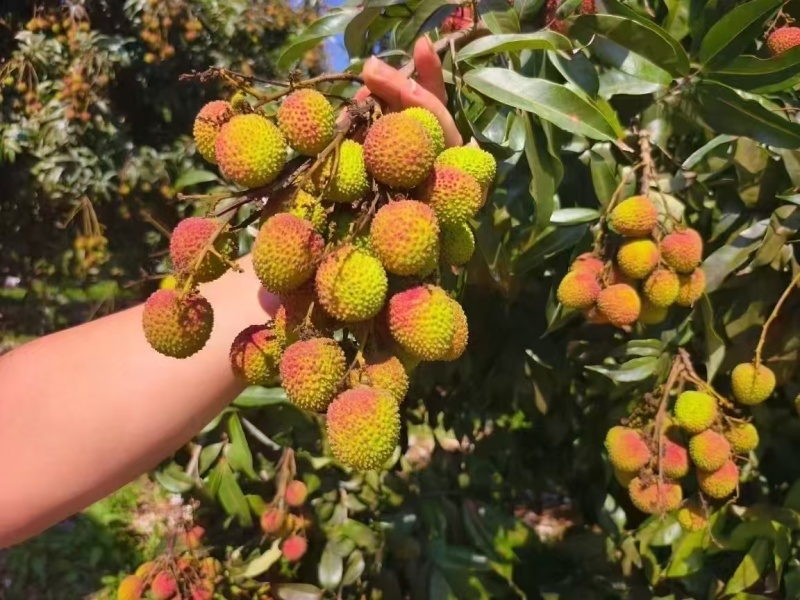 海南妃子笑荔枝大量供应