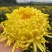 《包对版》北京菊陶菊香菊金丝皇菊婺源皇菊等