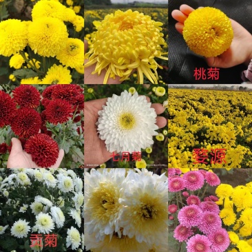 《包对版》北京菊陶菊香菊金丝皇菊婺源皇菊等