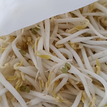 绿豆芽