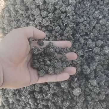 猫爪草水洗干货货源充足品质保证