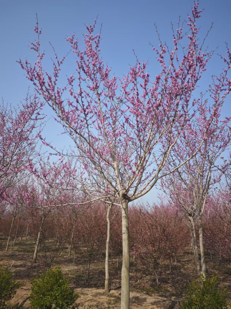 巨紫荆基地山东临沂