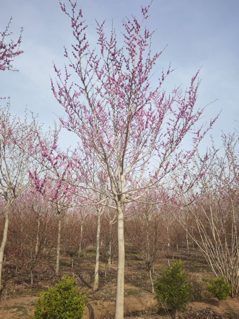 巨紫荆基地山东临沂