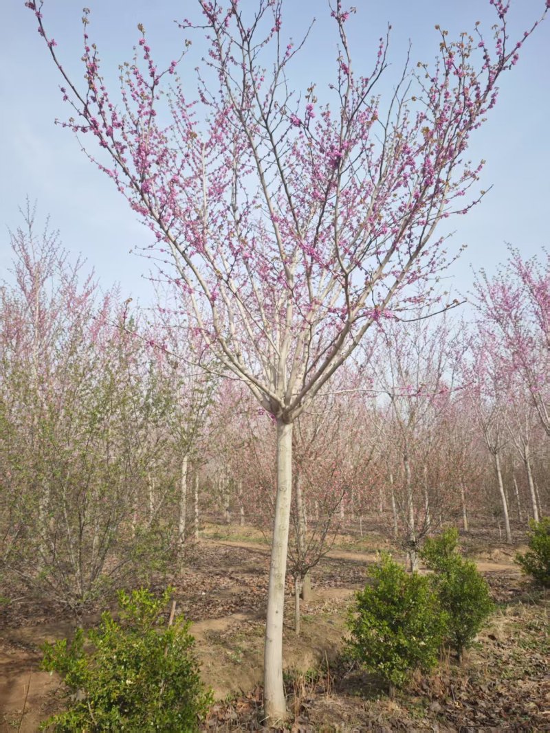 巨紫荆基地山东临沂