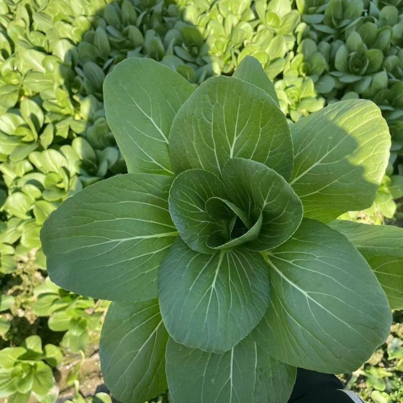 福冈青梗菜种子早生不结球白菜耐温耐湿丰产束腰青菜种子