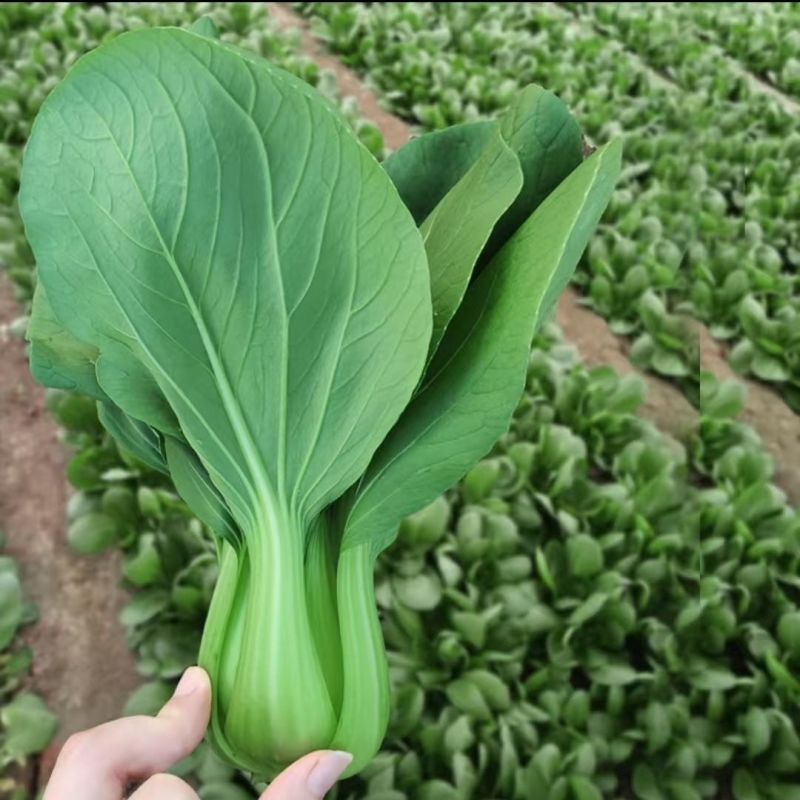福冈青梗菜种子早生不结球白菜耐温耐湿丰产束腰青菜种子