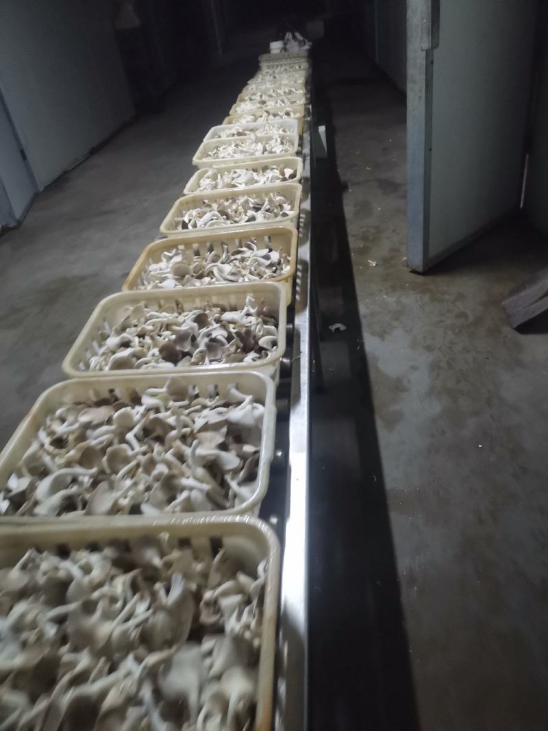 A级秀珍菇鲜品