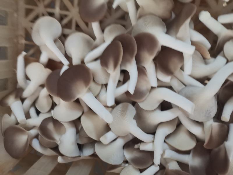 A级秀珍菇鲜品