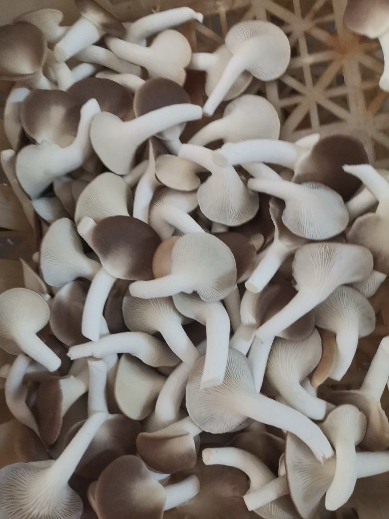 A级秀珍菇鲜品