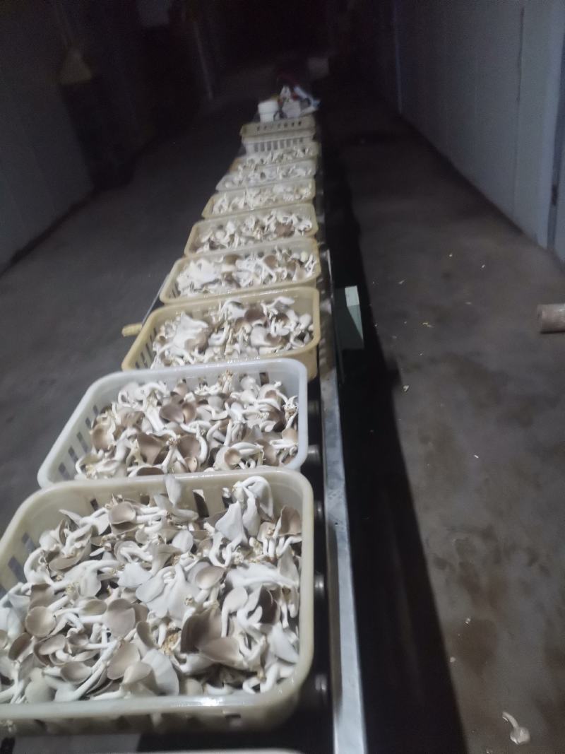 A级秀珍菇鲜品