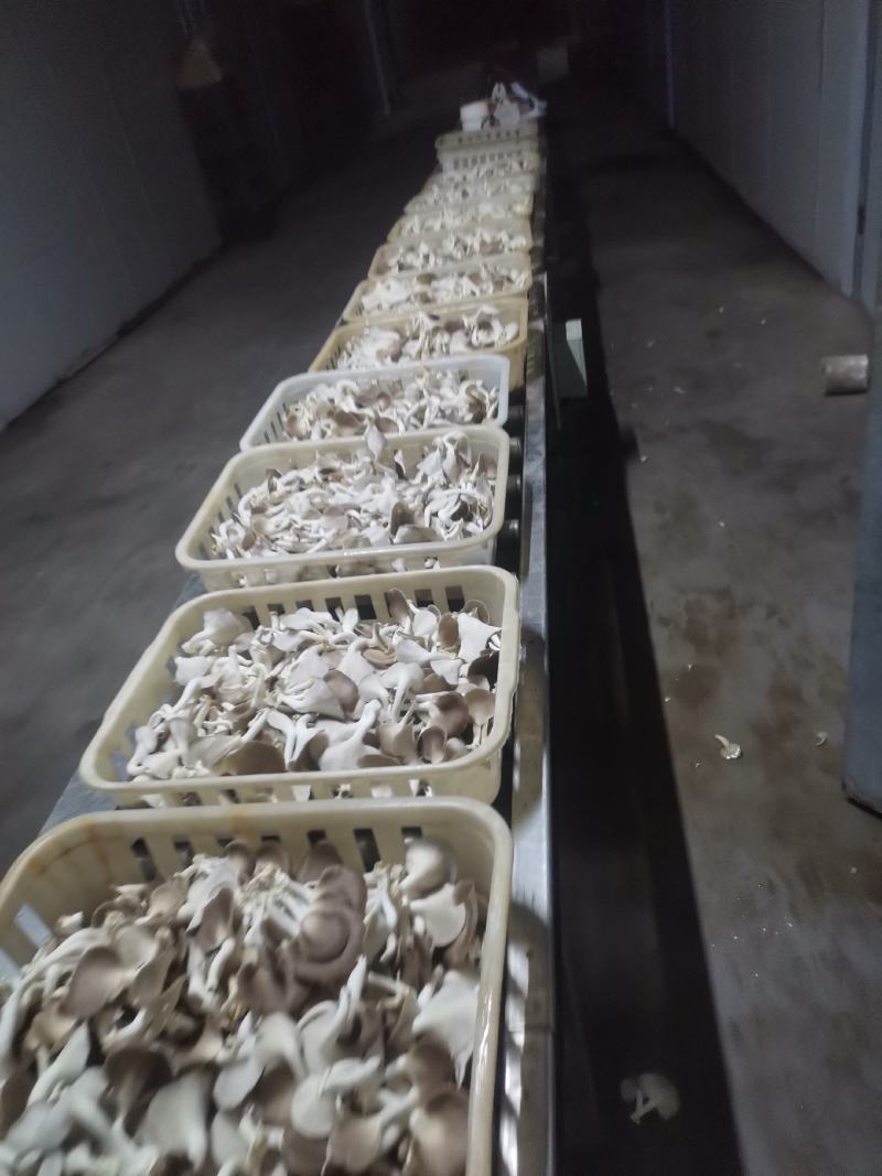 A级秀珍菇鲜品