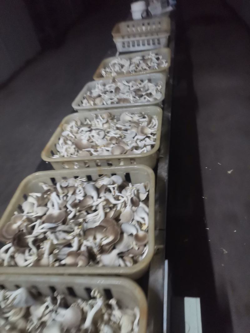 A级秀珍菇鲜品