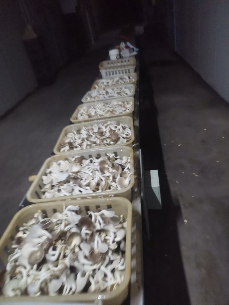 A级秀珍菇鲜品