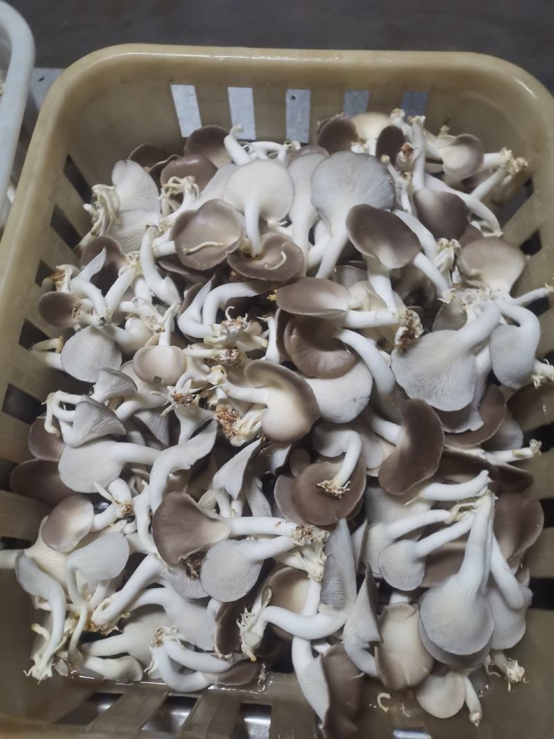 A级秀珍菇鲜品