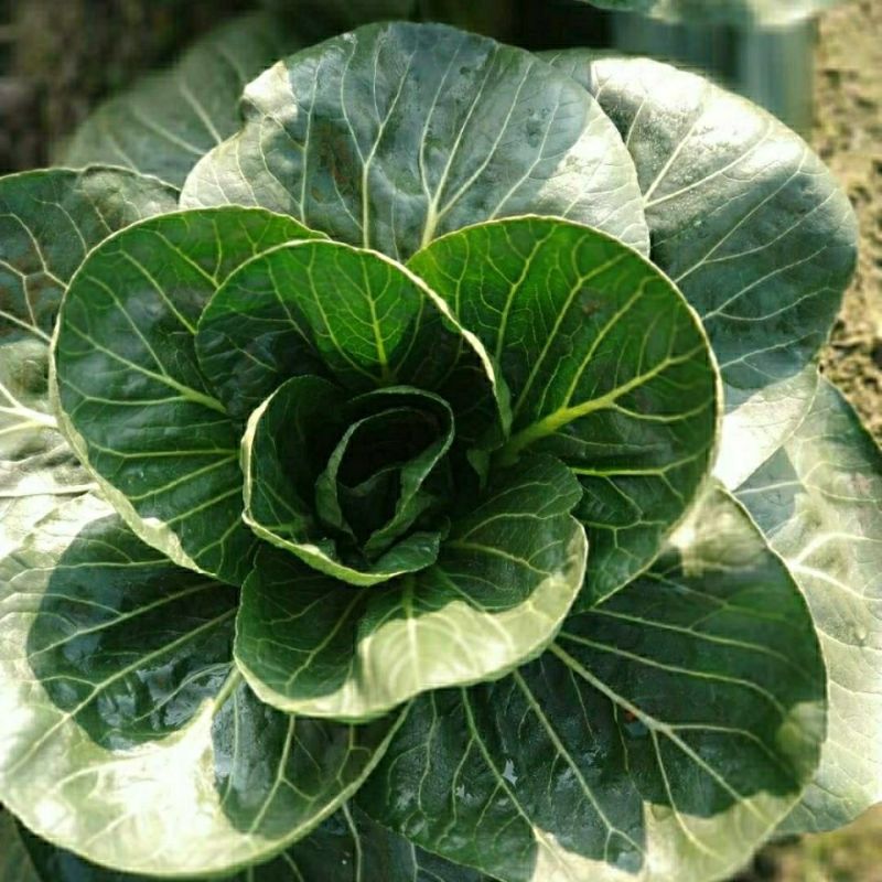 青硕黑元帅青梗菜种子矮萁黑绿苏州青种籽矮脚青菜种子
