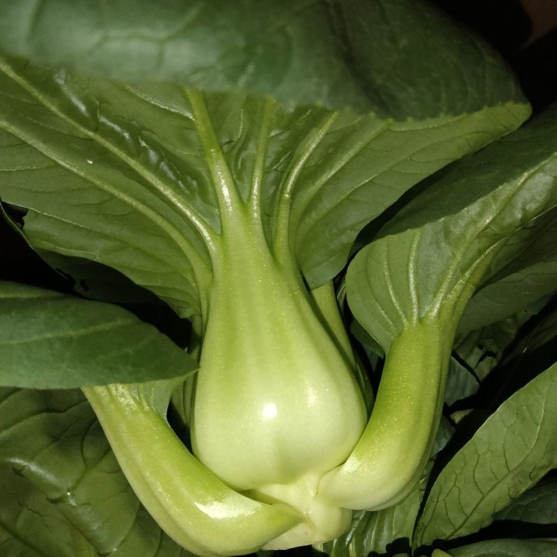 青硕黑元帅青梗菜种子矮萁黑绿苏州青种籽矮脚青菜种子