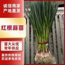 白蒜苗，红根蒜苗，有精加工厂地，可打冷，加冰，可包装