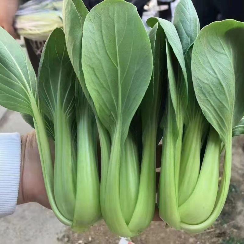 珍绿青梗菜种子四季油菜种籽杂交抗病春秋油绿青菜小油菜蔬菜