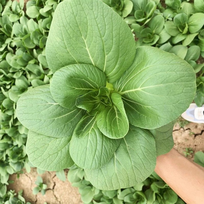 珍绿青梗菜种子四季油菜种籽杂交抗病春秋油绿青菜小油菜蔬菜