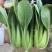 珍绿青梗菜种子四季油菜种籽杂交抗病春秋油绿青菜小油菜蔬菜