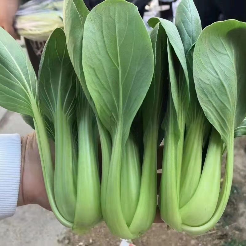 珍绿青梗菜种子四季油菜种籽杂交抗病春秋油绿青菜小油菜蔬菜