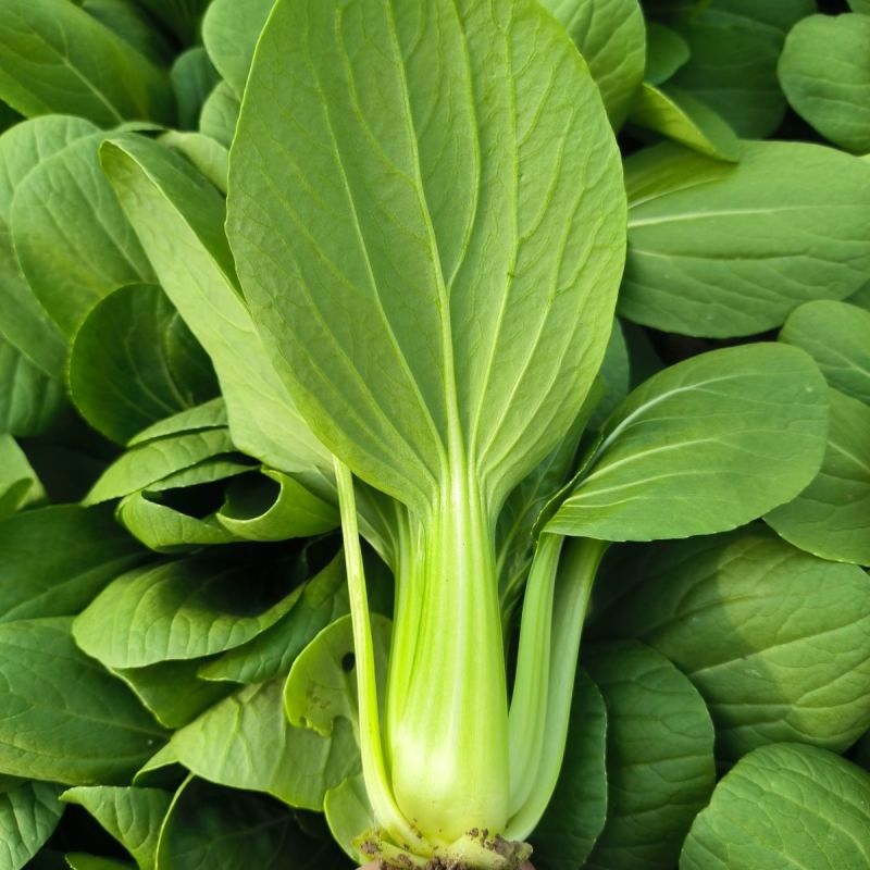 珍绿青梗菜种子四季油菜种籽杂交抗病春秋油绿青菜小油菜蔬菜