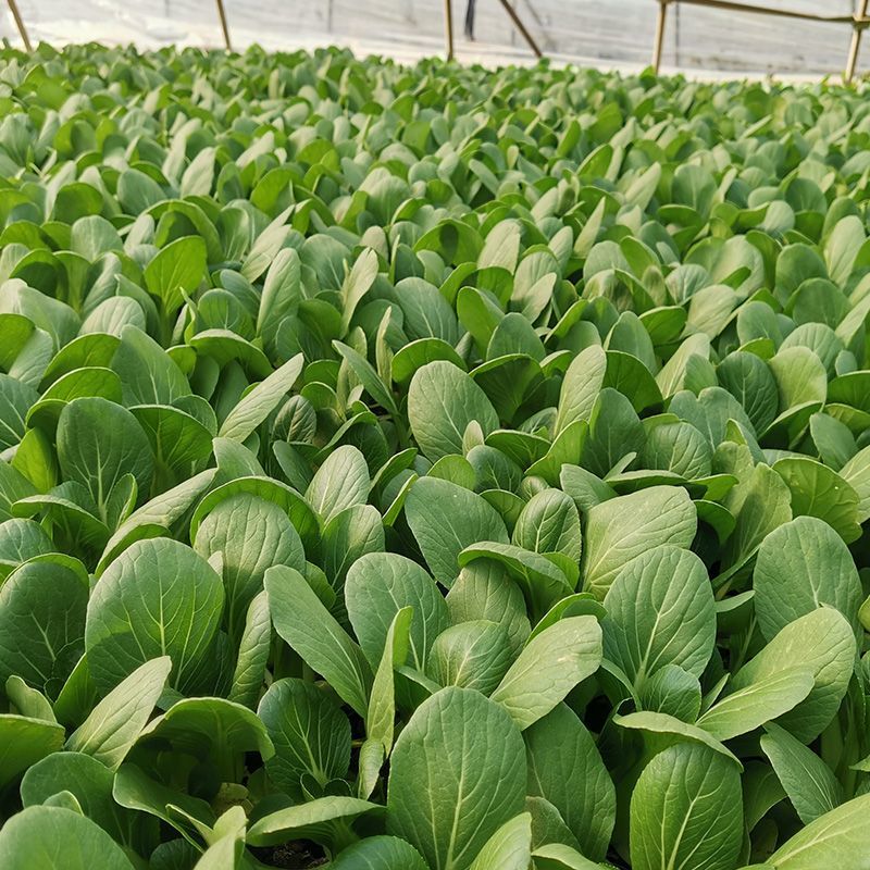 盛夏青梗菜小白菜种子抗病抗热耐寒耐雨四季播种可盆栽小青菜