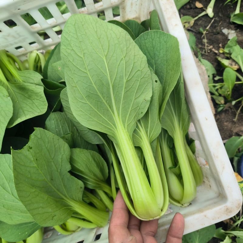 盛夏青梗菜小白菜种子抗病抗热耐寒耐雨四季播种可盆栽小青菜