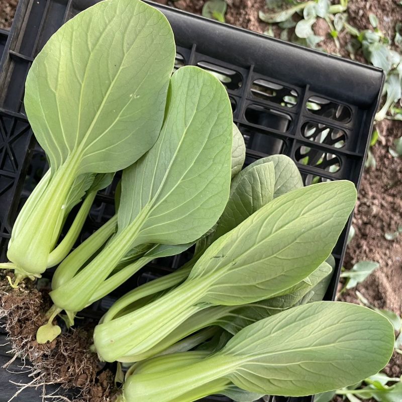盛夏青梗菜小白菜种子抗病抗热耐寒耐雨四季播种可盆栽小青菜