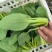 盛夏青梗菜小白菜种子抗病抗热耐寒耐雨四季播种可盆栽小青菜