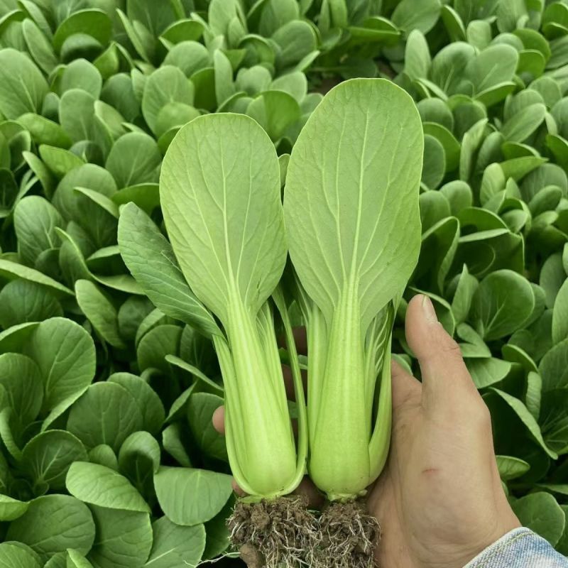 盛夏青梗菜小白菜种子抗病抗热耐寒耐雨四季播种可盆栽小青菜