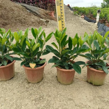 灰莉，非洲茉莉