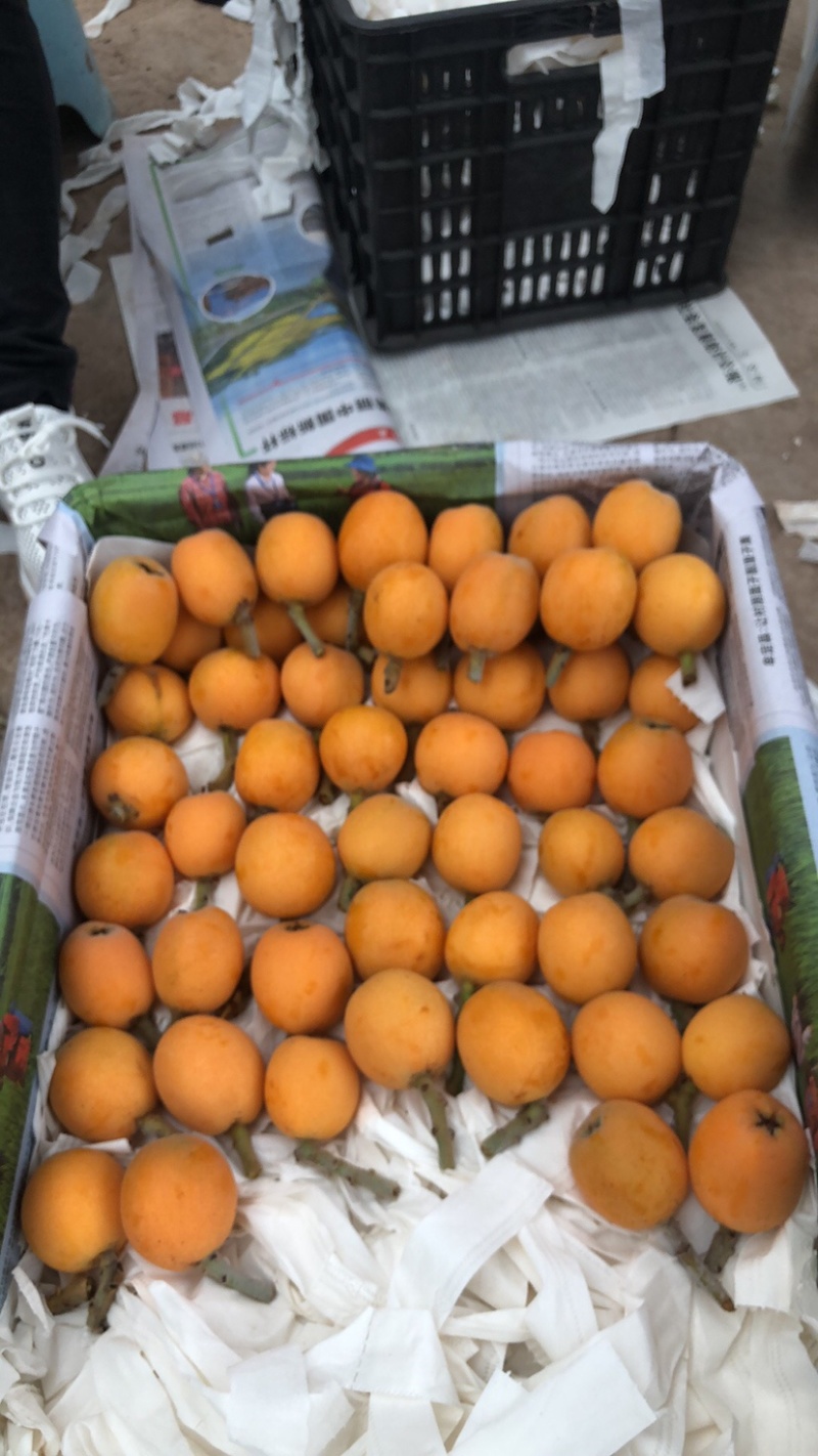 云南枇杷