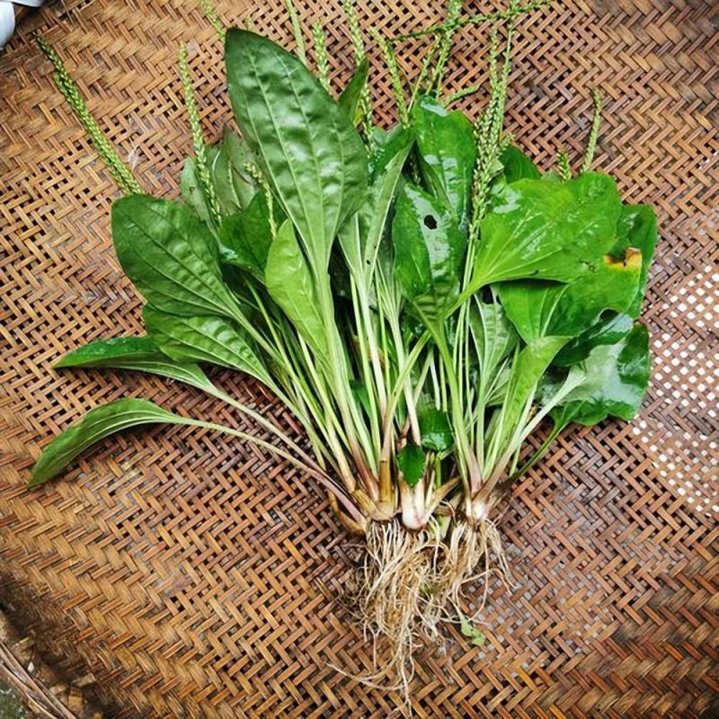 野生免洗整颗车前草，纯野生，质量保证，全国发货，欢迎下单