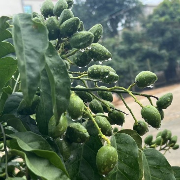 自产价格优惠，果子漂亮