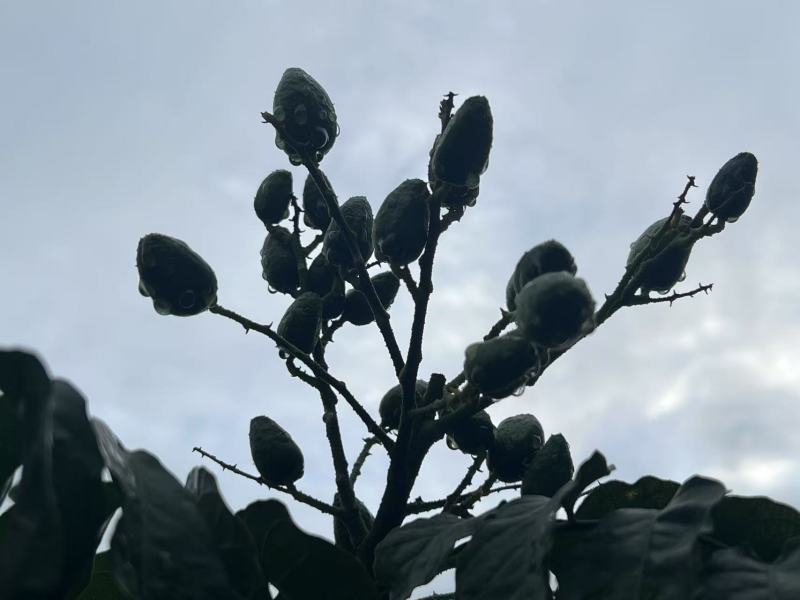自产价格优惠，果子漂亮