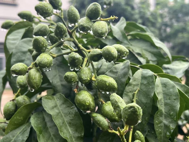 自产价格优惠，果子漂亮