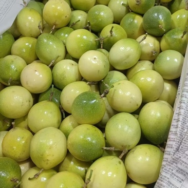 黄金百香果