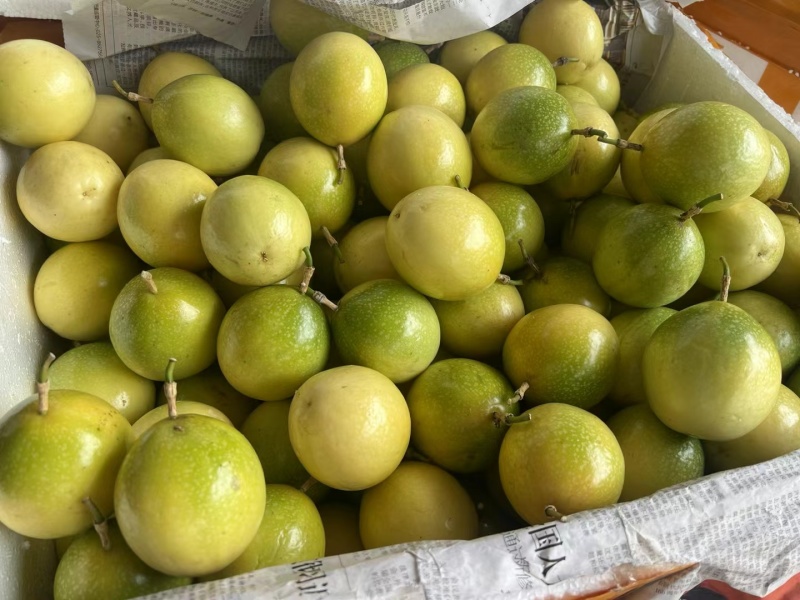黄金百香果