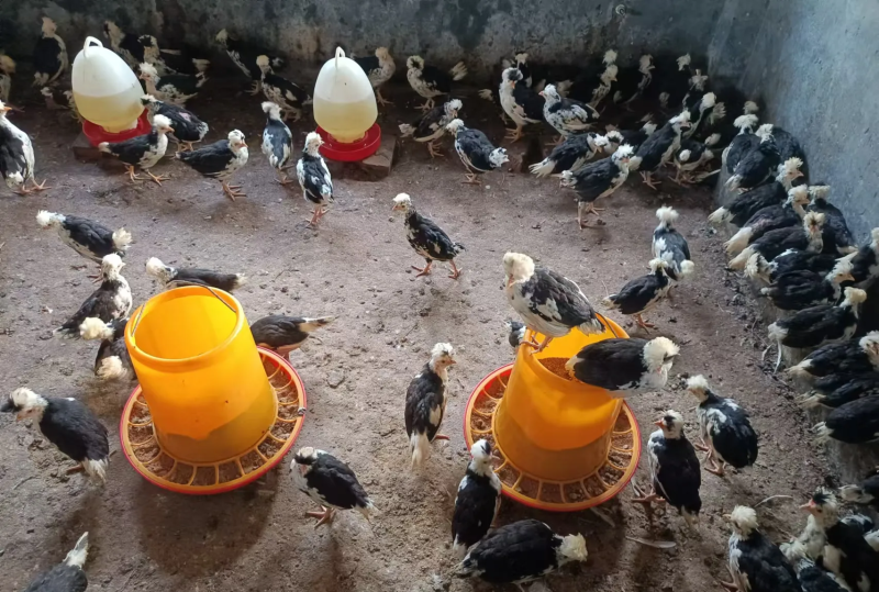 4到5两左右半大贵妃鸡苗，半大脱温苗，疫苗齐全，常年供应