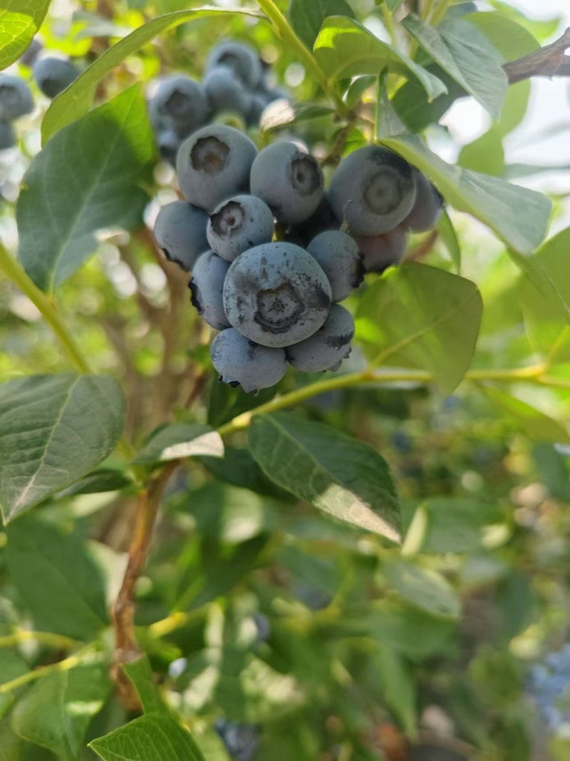 新鲜大串果蓝莓，各种各样的包装，打包一件代发都有当天发货
