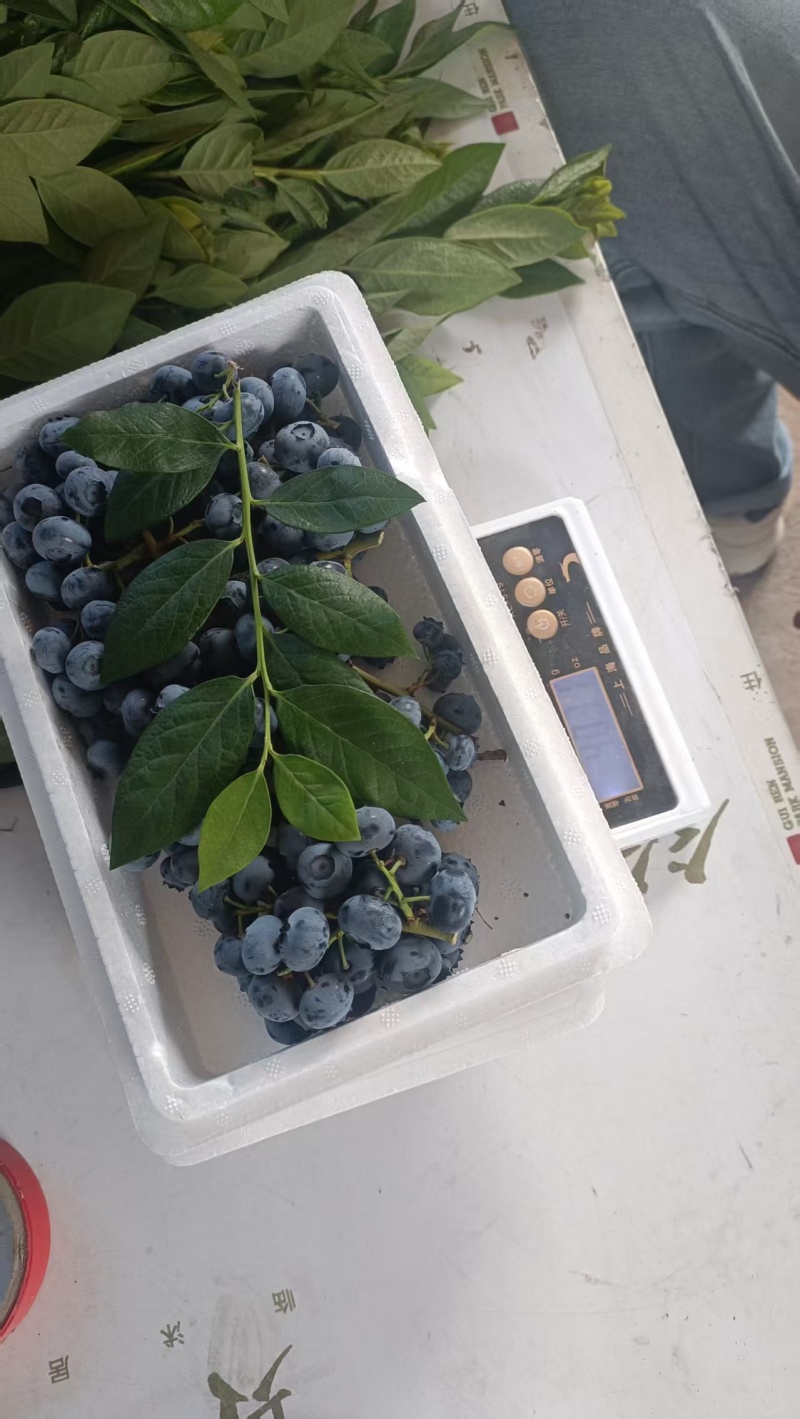 新鲜大串果蓝莓，各种各样的包装，打包一件代发都有当天发货