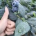 新鲜大串果蓝莓，各种各样的包装，打包一件代发都有当天发货