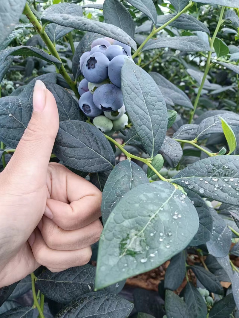 新鲜大串果蓝莓，各种各样的包装，打包一件代发都有当天发货