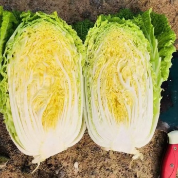 大白菜