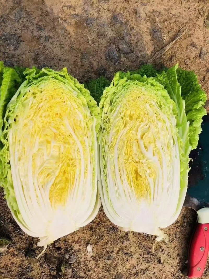 大白菜
